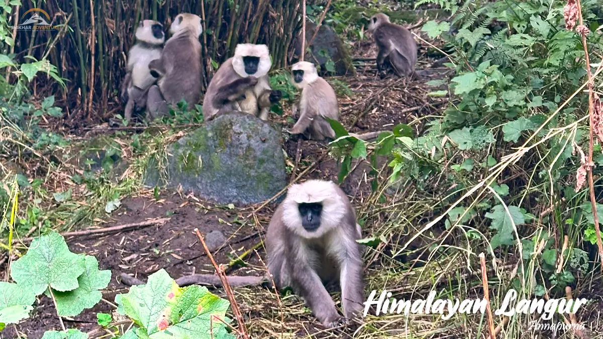 Himalayan Langurs spotted during Annapurna Base Camp Trek
