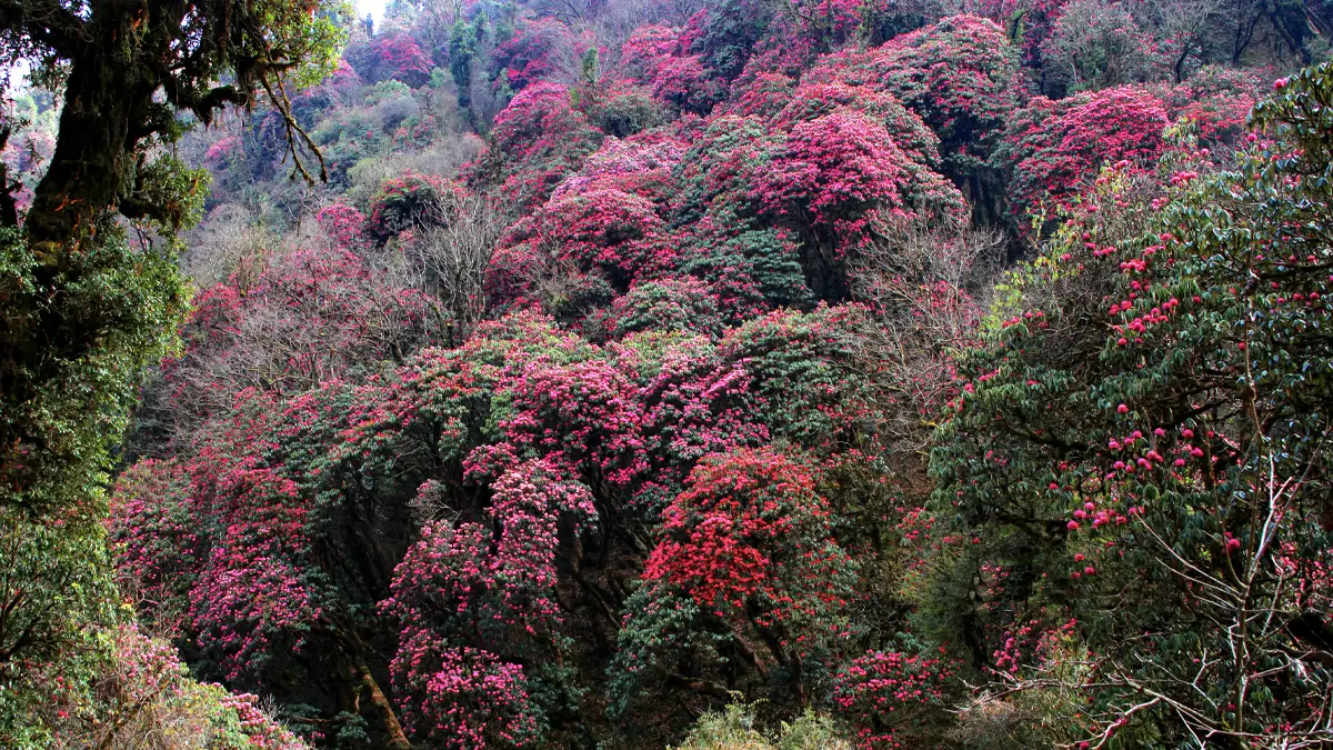 Rhododendrons blooming along the Ghorepani Poonhill Trail