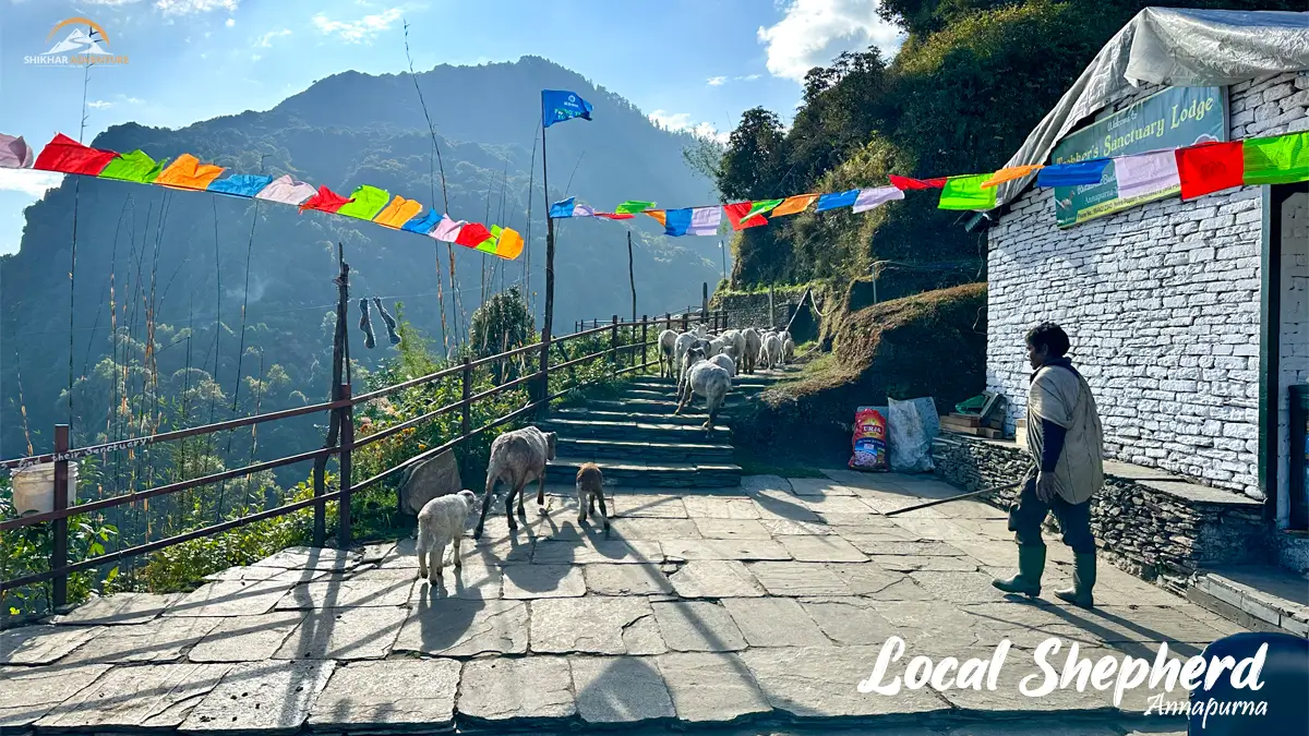 Shepherd herding sheeps in Annapurna Area