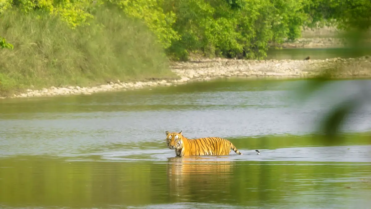 Royal Bengal Tiger spotted during safari in Bardiya National Park, Nepal