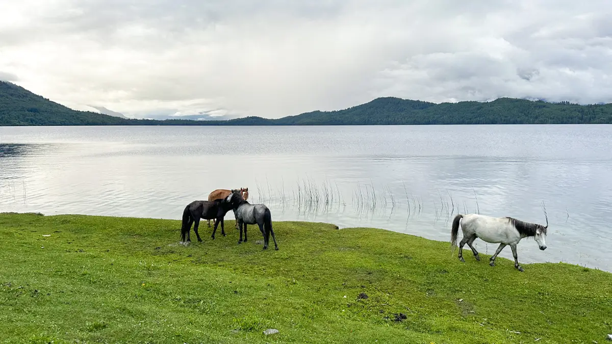 Rara Lake with grazing horses in pristine Nepal highlands