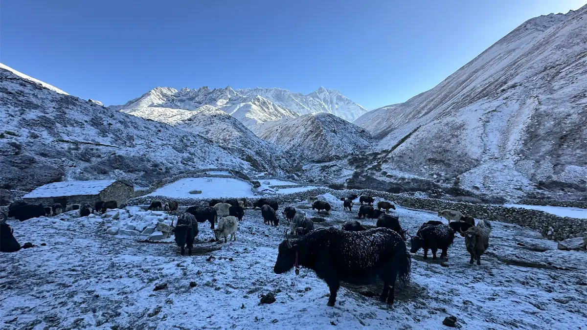 Yaks near Pheriche on the Everest Base Camp Trek