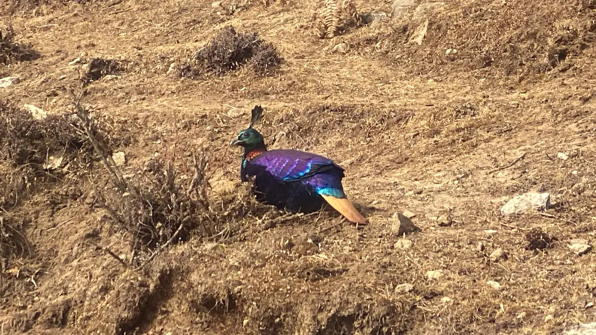 Danphe Nepal’s National Bird Spotted On Everest Base Camp Trail
