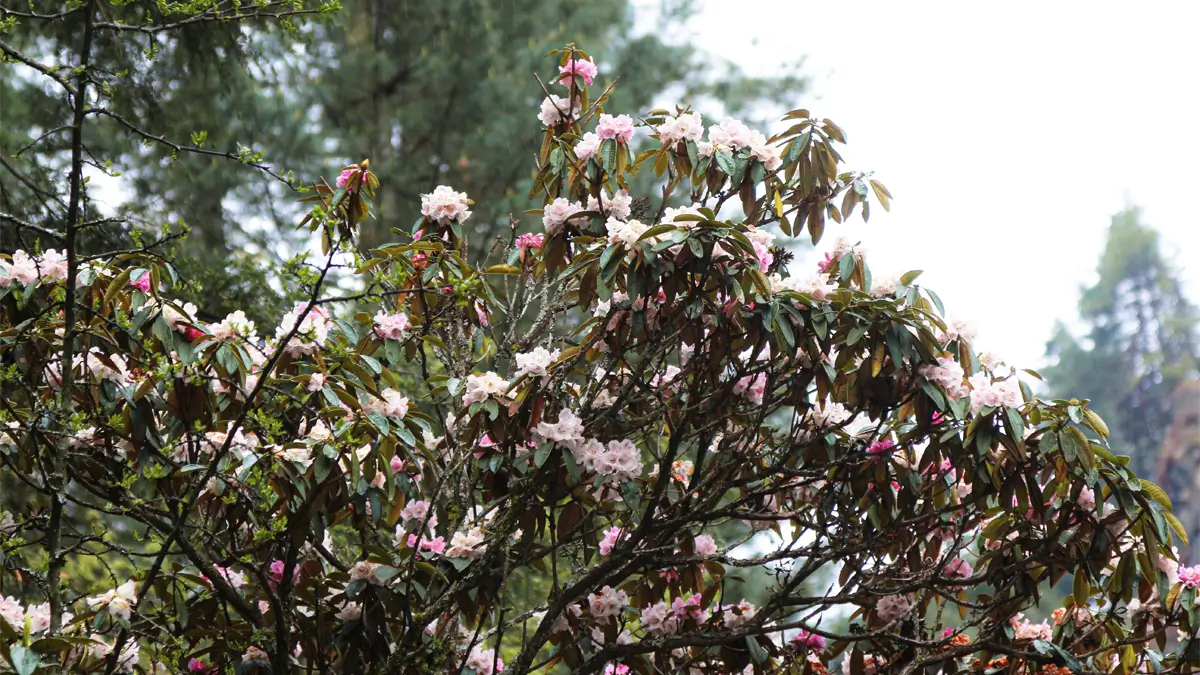 Flowers Blooming In Everest Trail During Spring