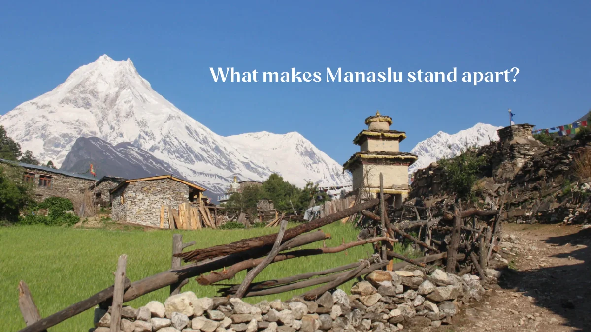 Mt Manaslu south face at 8,163 meters eighth highest mountain in world from Manaslu Circuit trek