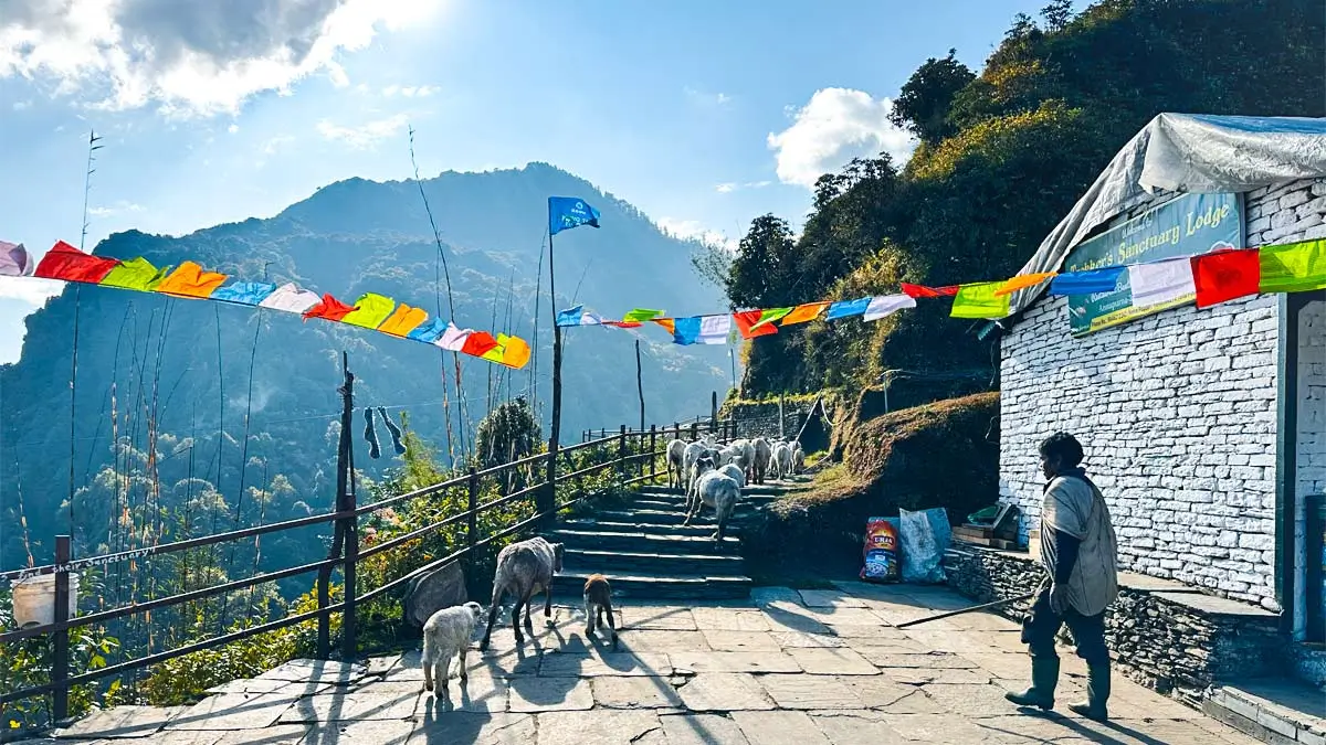 Locals herding sheep around Tadapani, Poonhill Trek