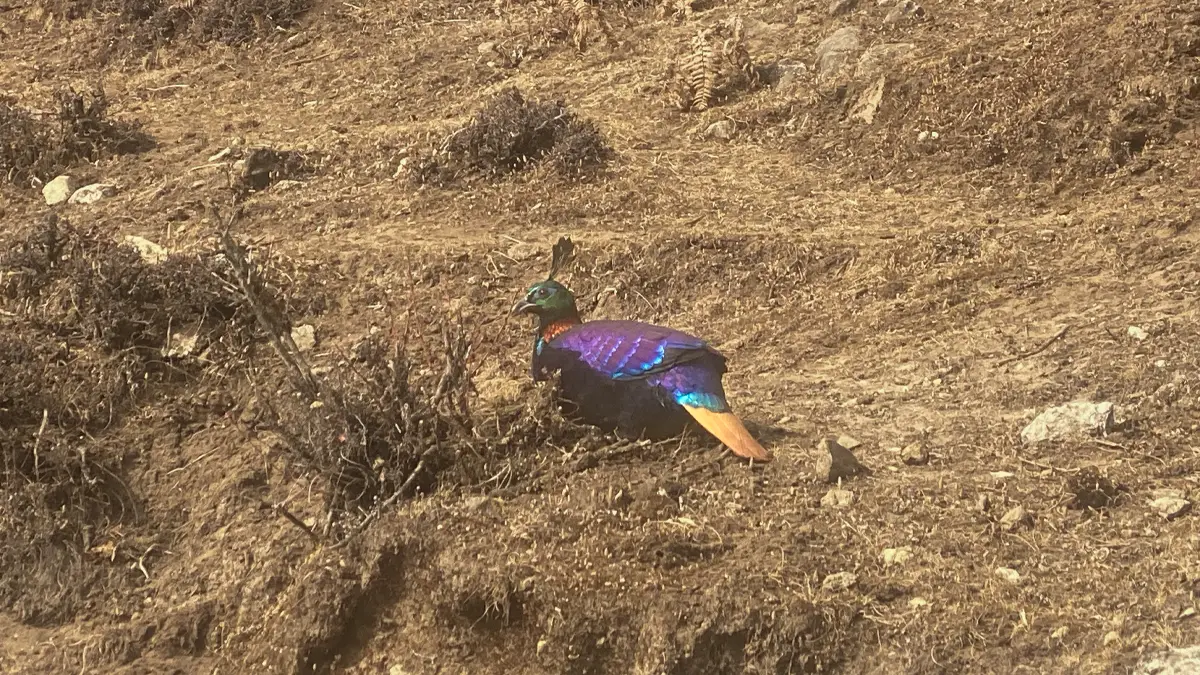 Himalayan Monal, Nepal's national bird, in Sagarmatha National Park