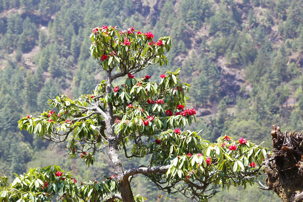 Rhododendron forest in bloom on the trail to Ghorepani in April
