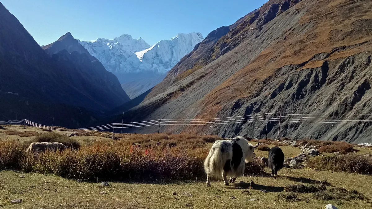 Trail from Samdo to Dharmashala on the Manaslu Circuit
